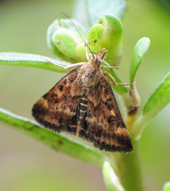 Pyrausta despicata - réti bíbormoly