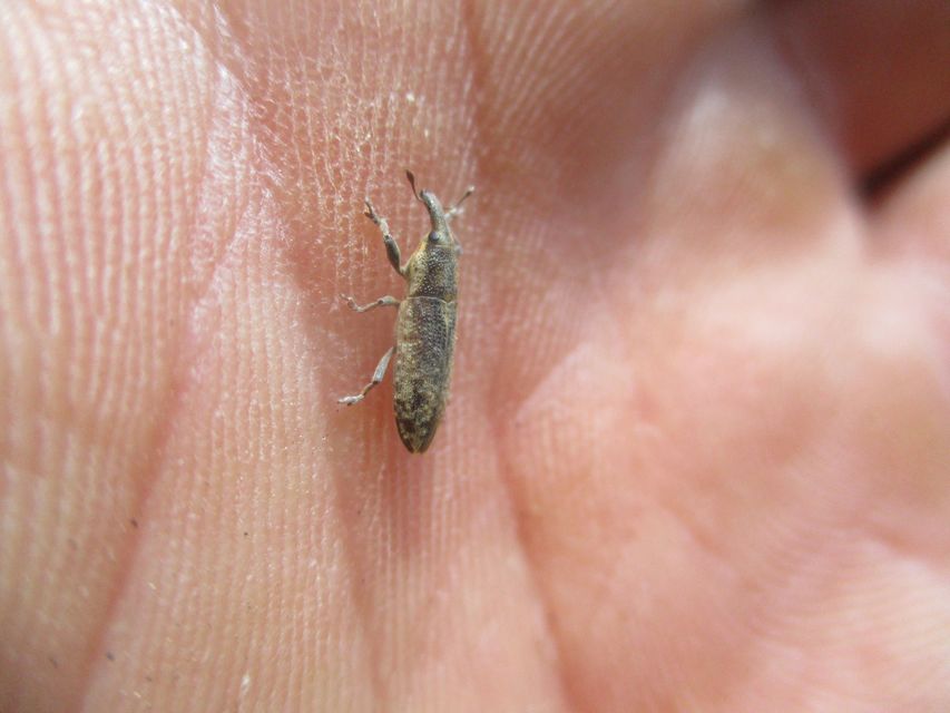 Lixus subtilis - disznóparéj-dudvabarkó