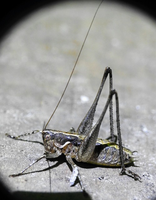 Rhacocleis germanica - német szöcske