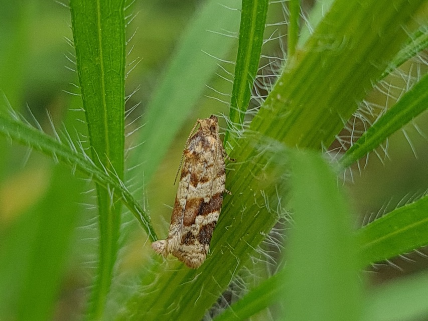 Argyrotaenia ljungiana - ékes sodrómoly
