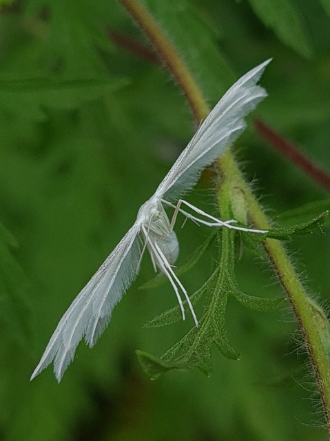 Pterophorus pentadactyla - fehér tollasmoly
