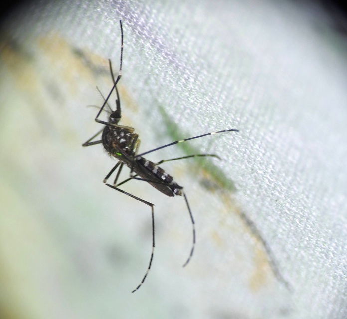 Culicidae - csípőszúnyogok