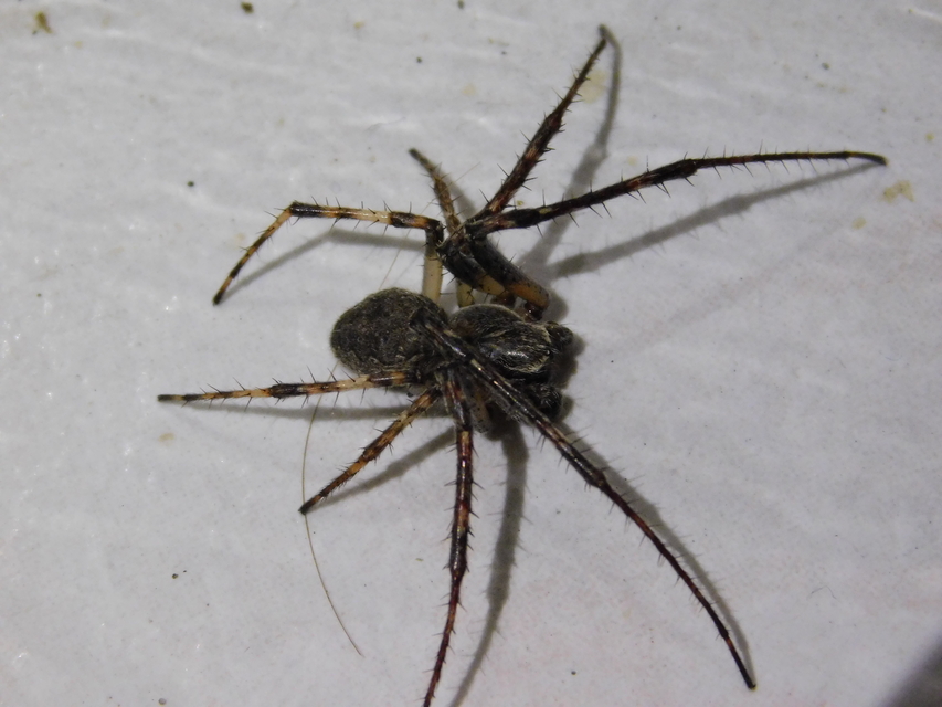 Larinioides ixobolus - ereszalji keresztespók