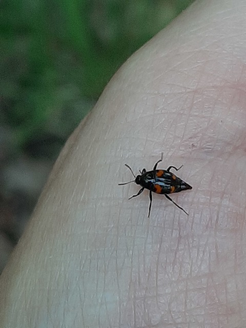 Scaphidium quadrimaculatum - négyfoltos sajkabogár