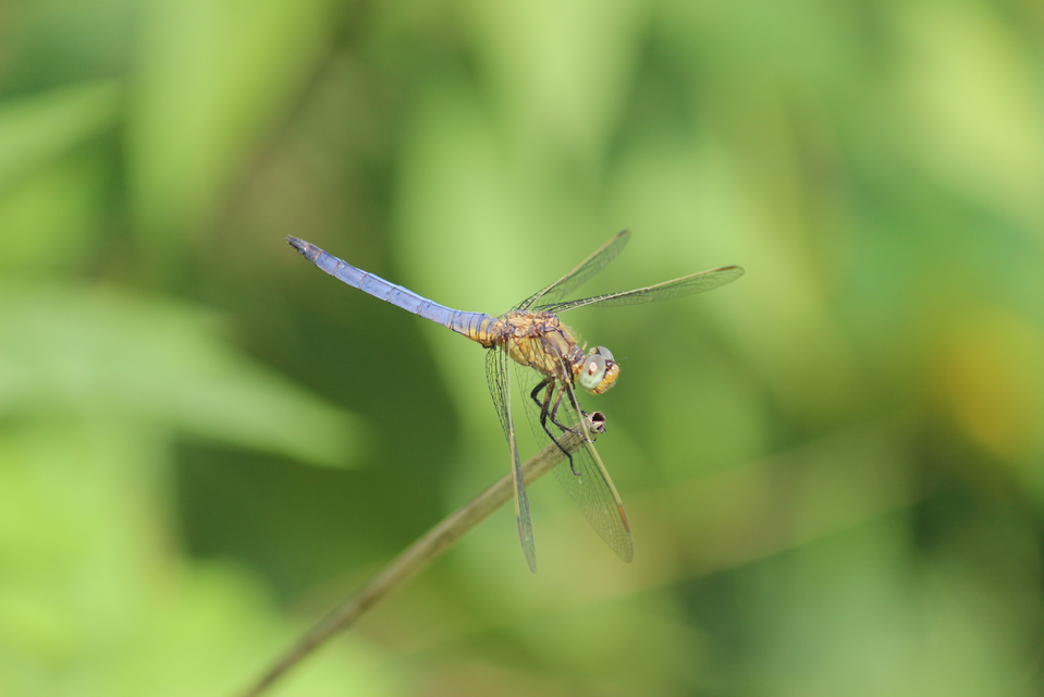 Orthetrum coerulescens - karcsú pásztorszitakötő