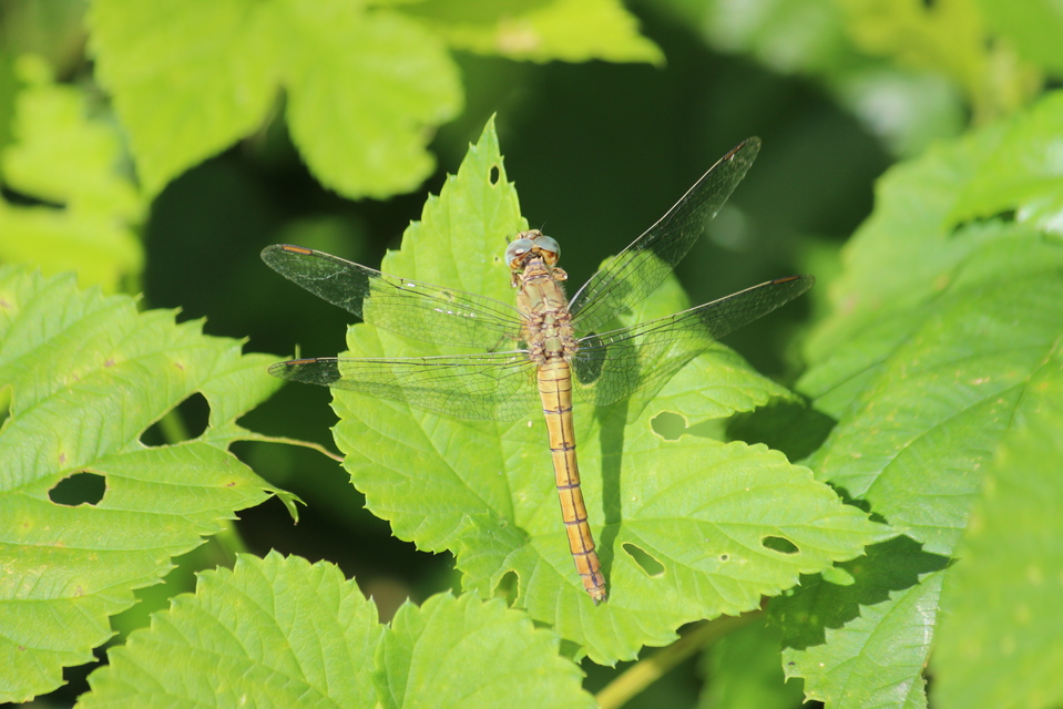 Orthetrum coerulescens - karcsú pásztorszitakötő
