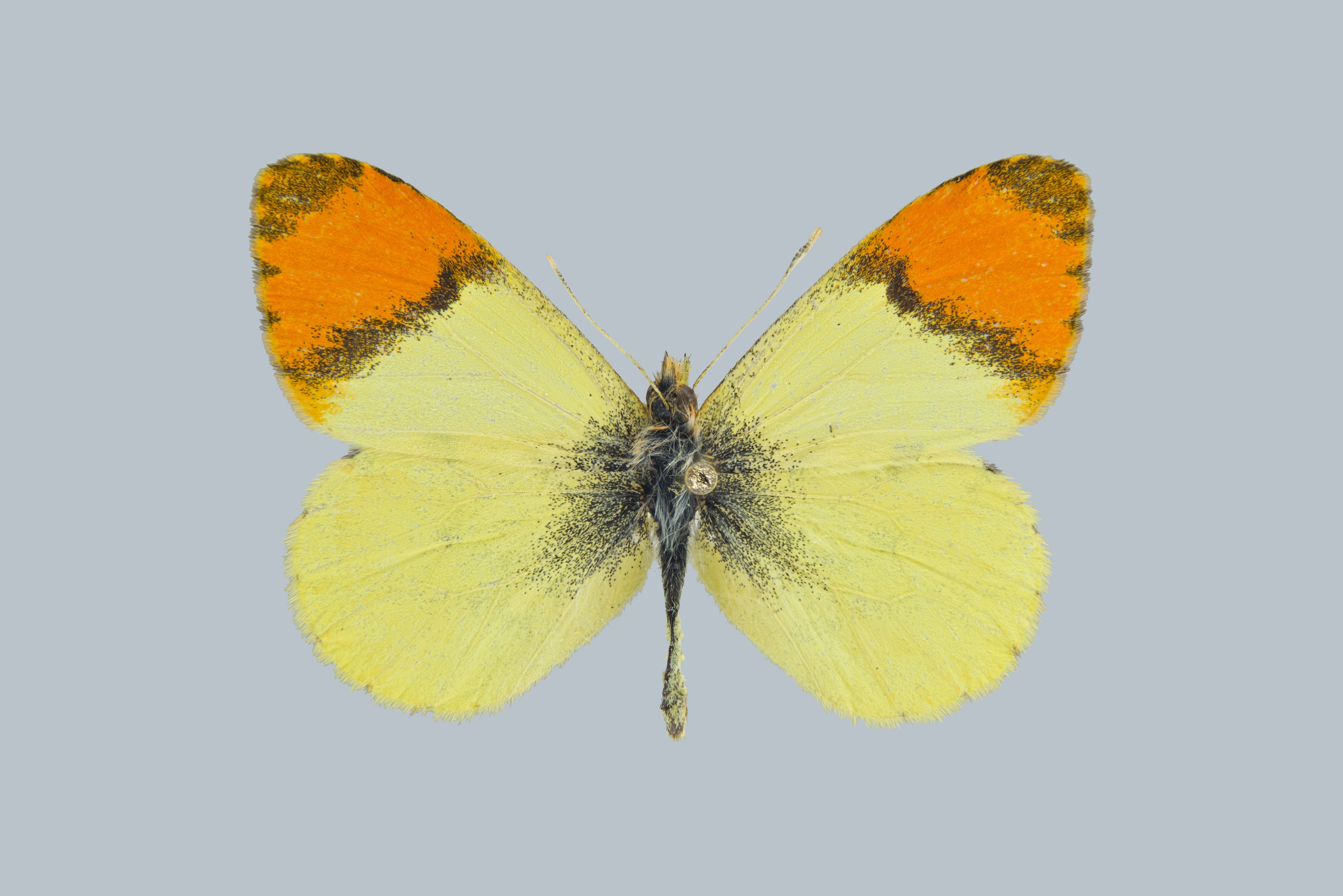 Anthocharis belia