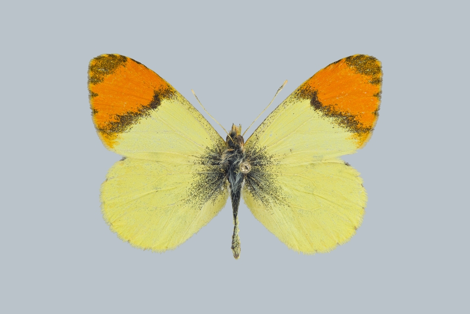Anthocharis belia