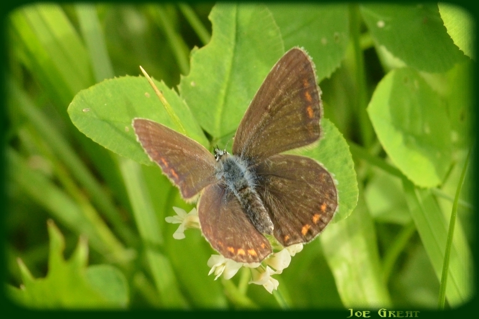 Polyommatus icarus - közönséges boglárka