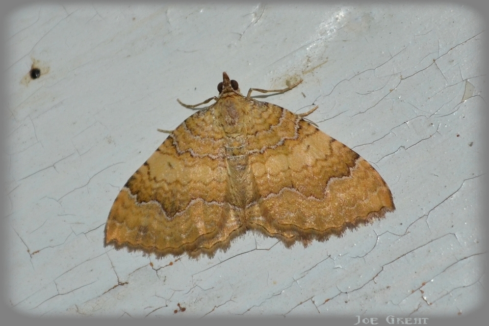 Camptogramma bilineata - kétvonalas sávosaraszoló