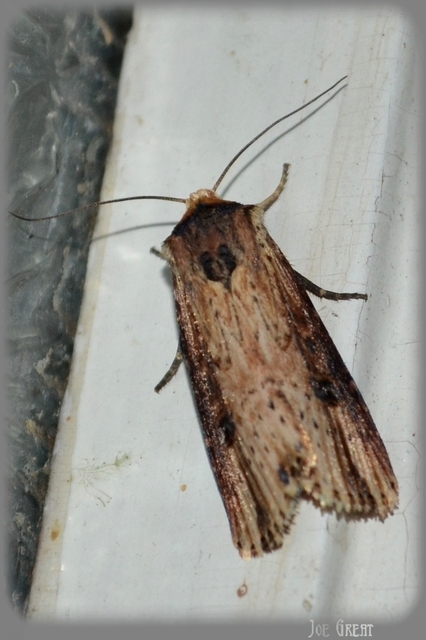 Axylia putris - vonalkás földibagoly
