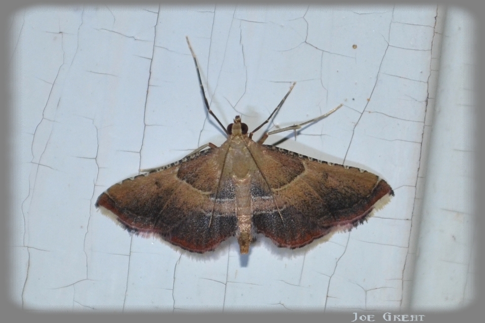 Endotricha flammealis - tüzesszárnyú fényilonca