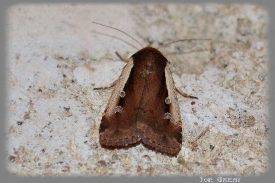 Ochropleura plecta - fehérszegélyű fűbagoly
