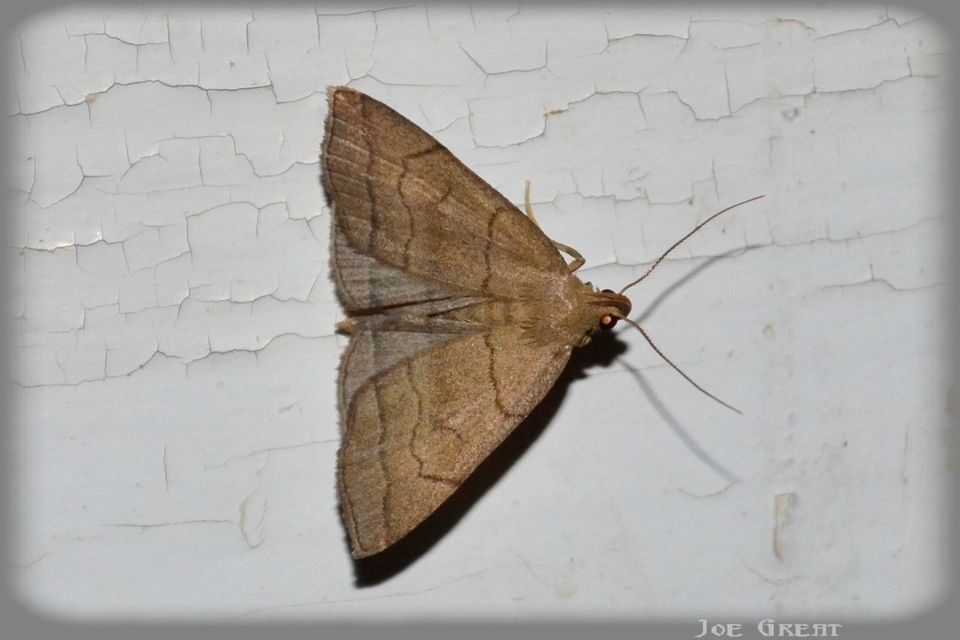 Herminia tarsicrinalis - szőröslábú karcsúbagoly