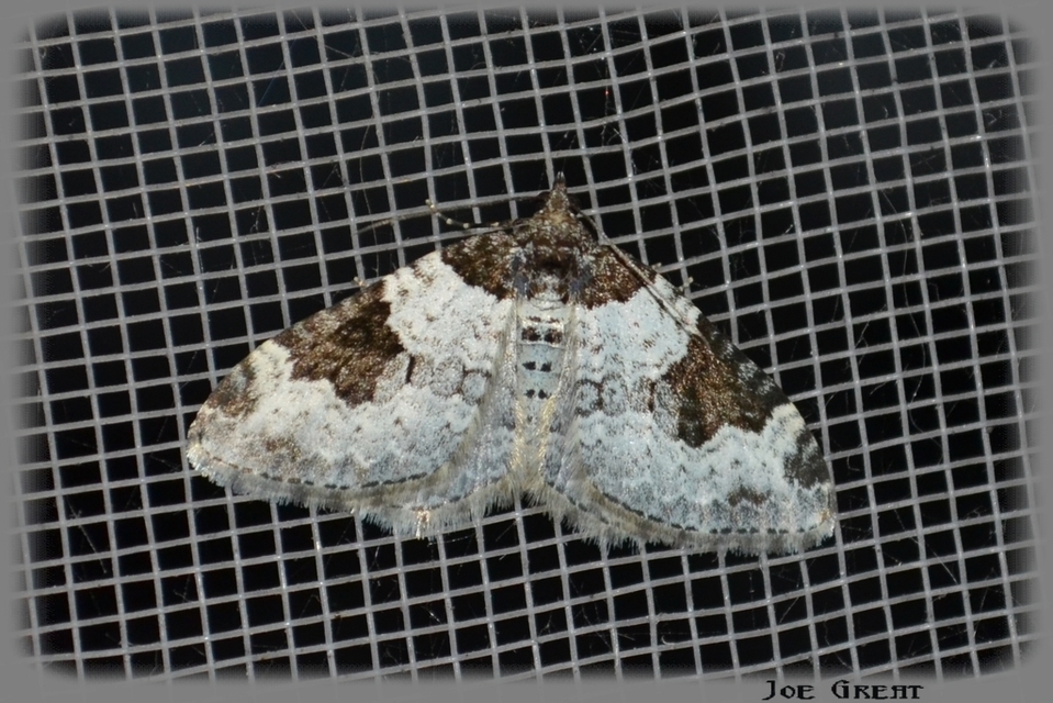 Xanthorhoe fluctuata - közönséges tarkaaraszoló