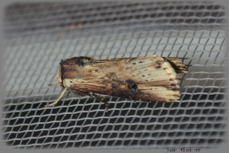 Axylia putris - vonalkás földibagoly