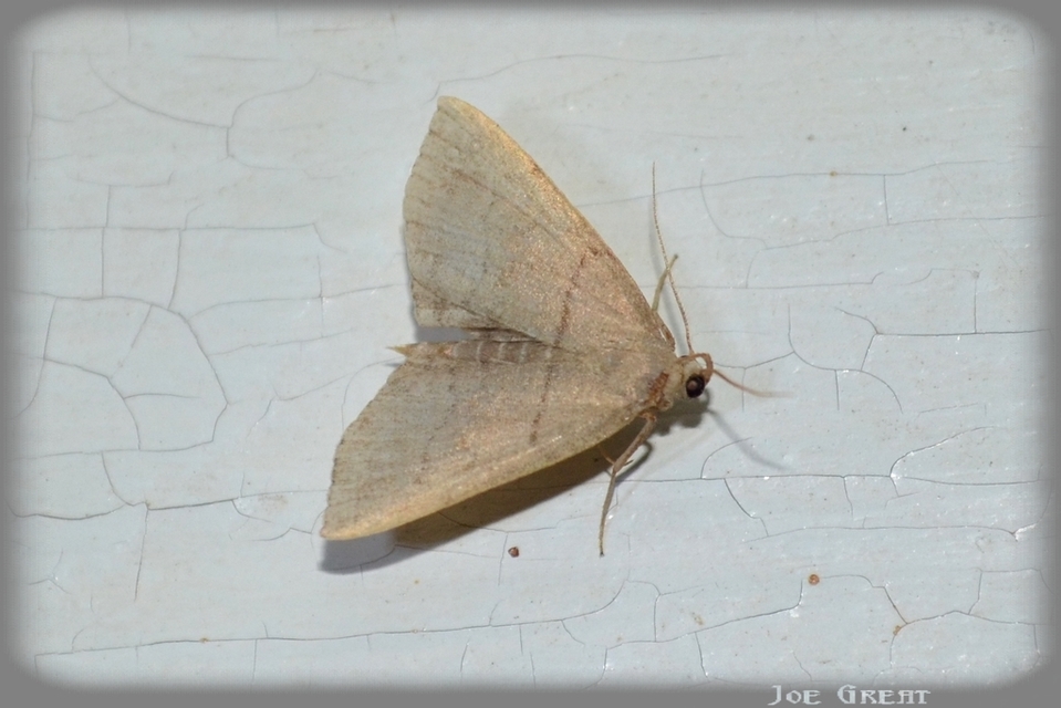 Herminia tarsicrinalis - szőröslábú karcsúbagoly