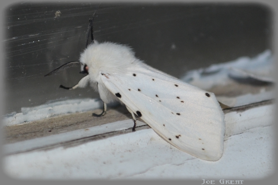 Spilosoma lubricipedum - tejszínű medvelepke