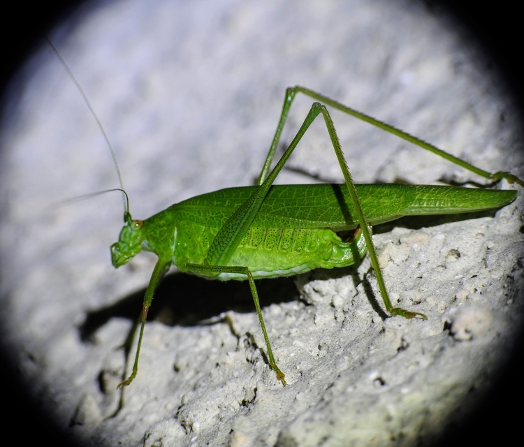 Phaneroptera nana - pontozott repülőszöcske