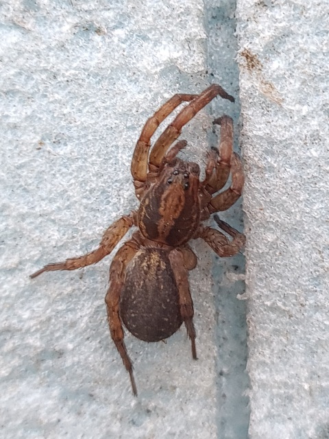 Trochosa