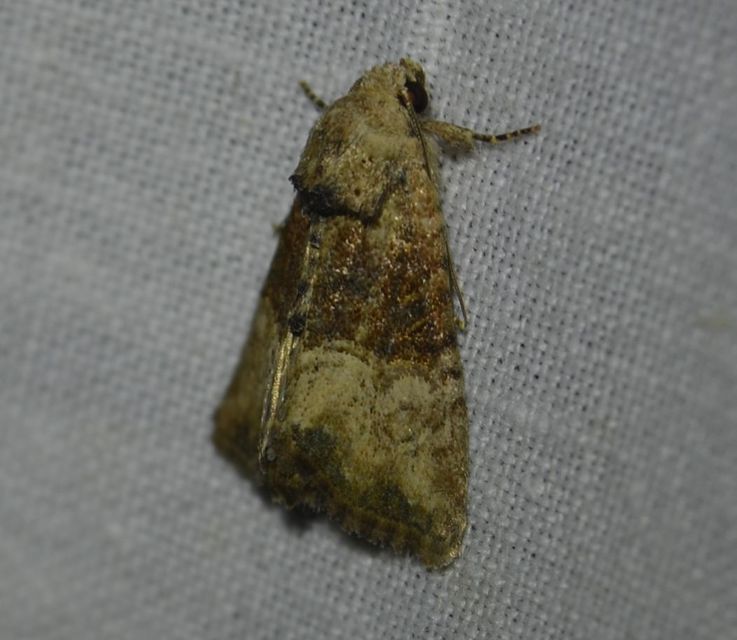 Mesoligia furuncula - kétszínű dudvabagoly