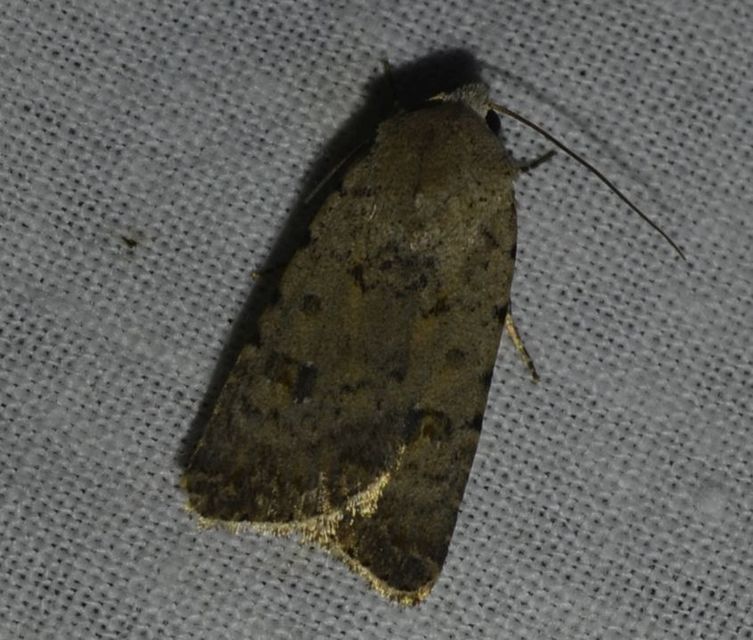 Paradrina clavipalpis - közönséges selymesbagoly