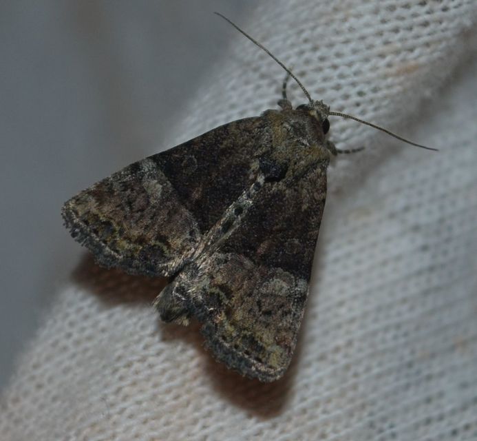 Mesoligia furuncula - kétszínű dudvabagoly