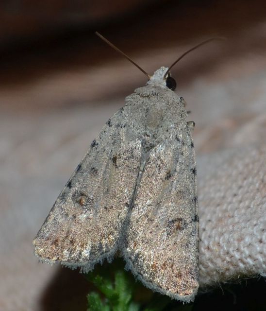 Paradrina clavipalpis - közönséges selymesbagoly