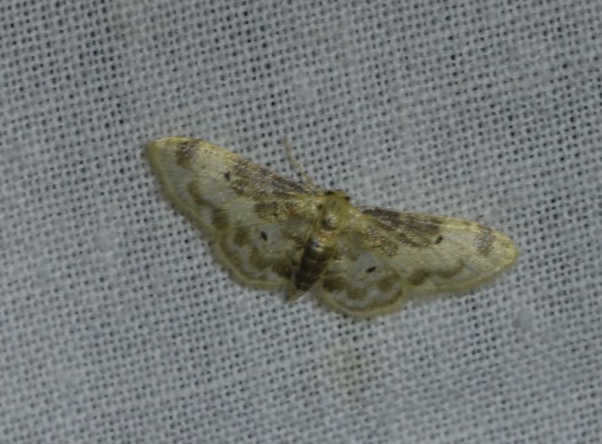 Idaea filicata - sötéttövű apróaraszoló