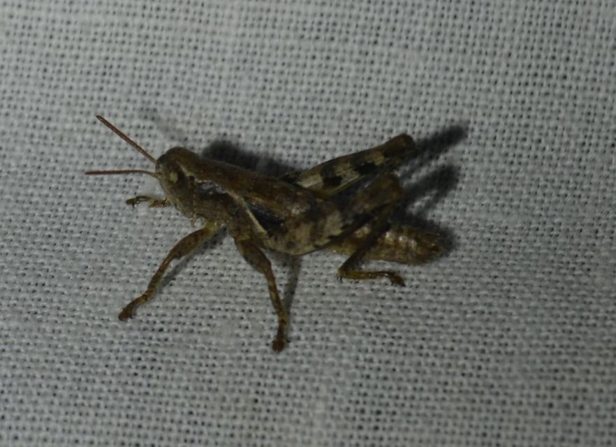 Pezotettix giornae - kis hegyisáska