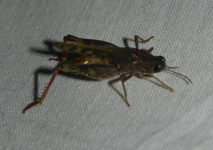 Calliptamus italicus - olaszsáska