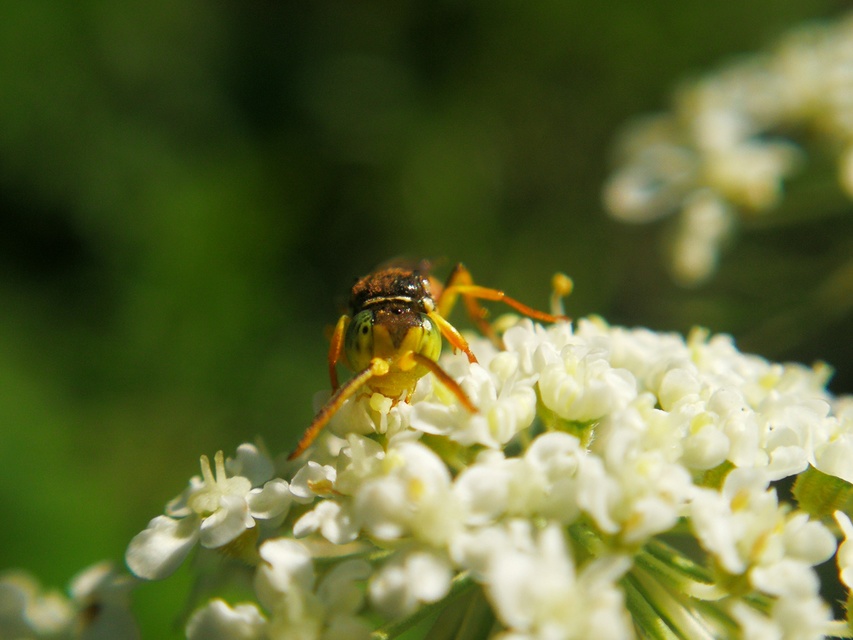 Crabronidae - szitásdarazsak