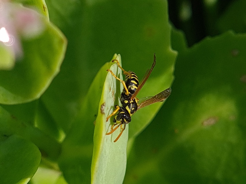 Polistes dominulus - déli papírdarázs