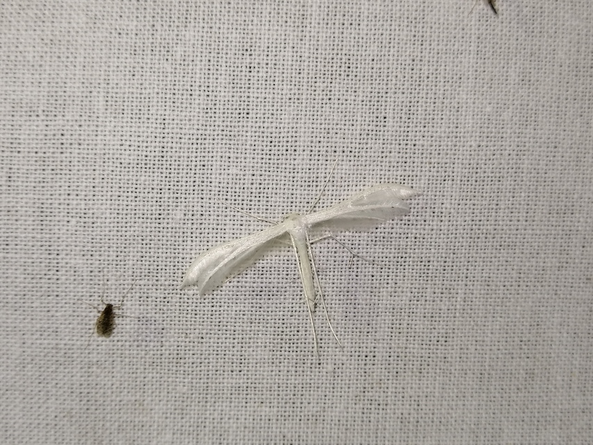 Pterophorus pentadactyla - fehér tollasmoly