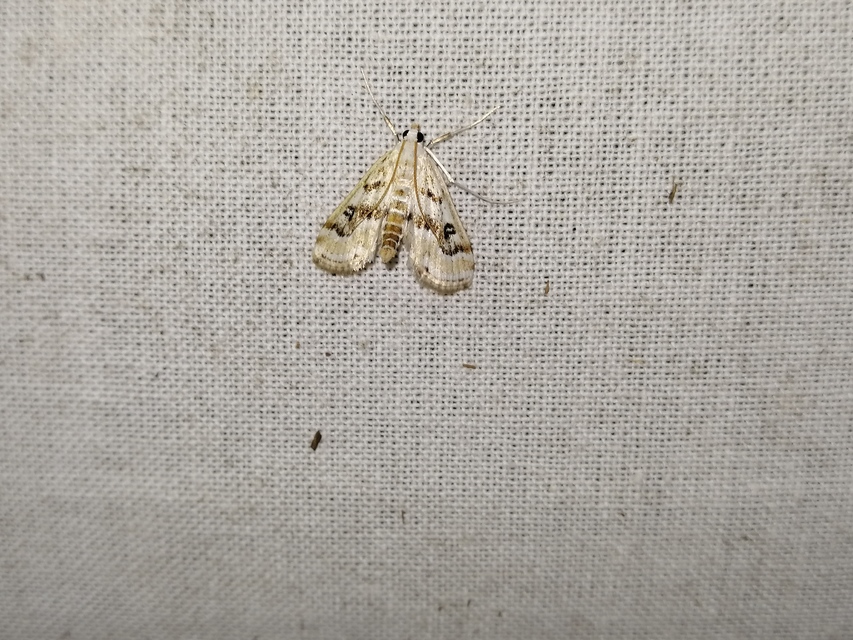 Parapoynx stratiotata - közönséges vízimoly