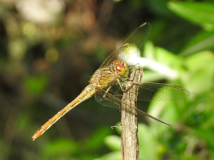 Sympetrum meridionale - fakó katona-szitakötő