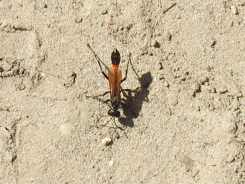 Ammophila