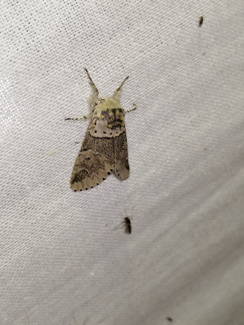 Furcula furcula - szürke púposszövő