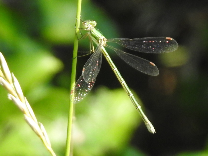 Lestes virens vestalis - kis rablószitakötő