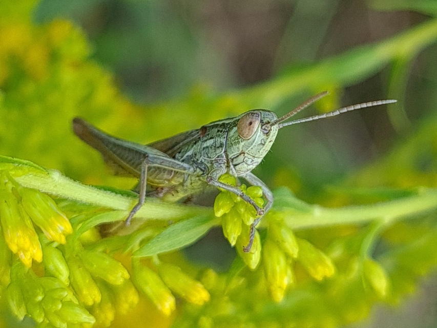 Euchorthippus declivus - rövidszárnyú rétisáska