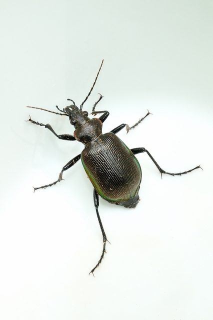 Calosoma inquisitor - kis bábrabló