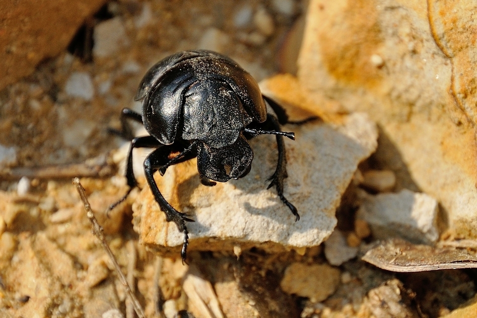 Lethrus apterus - nagyfejű csajkó