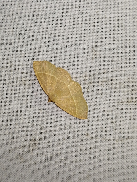 Trisateles emortualis - sárgacsíkos karcsúbagoly