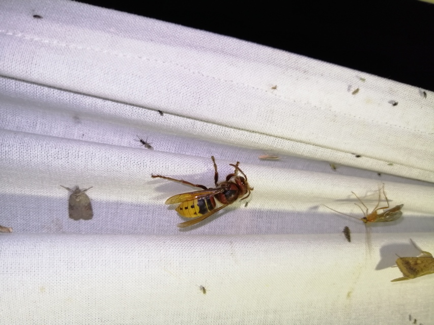 Vespa crabro - lódarázs