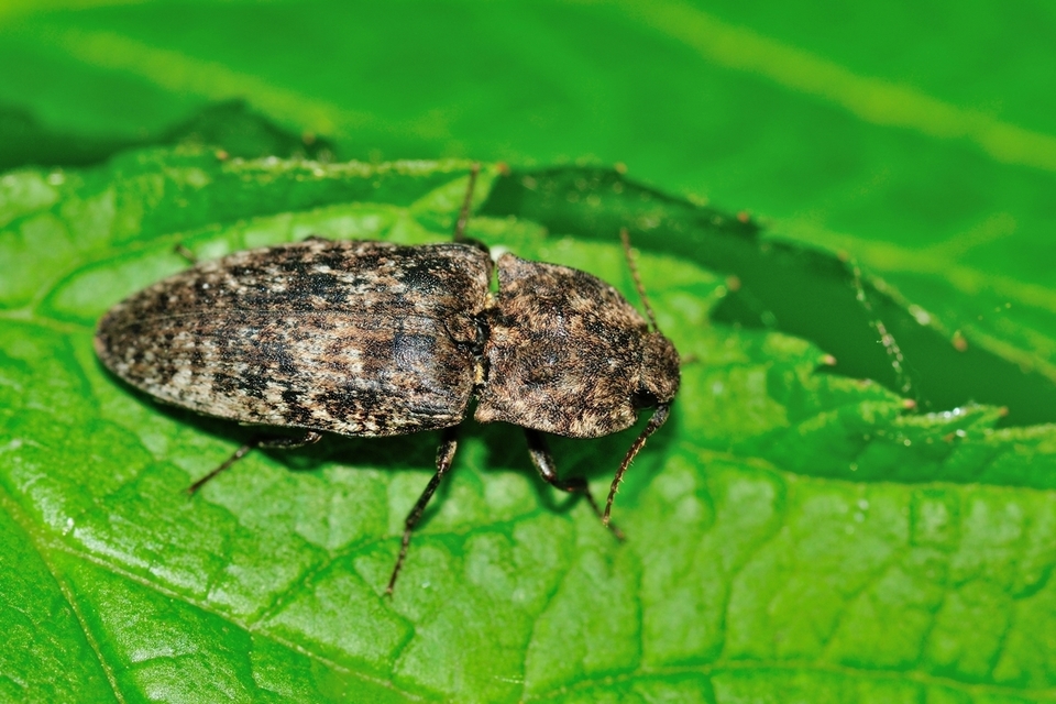 Agrypnus murinus - egérszínű pikkelyespattanó