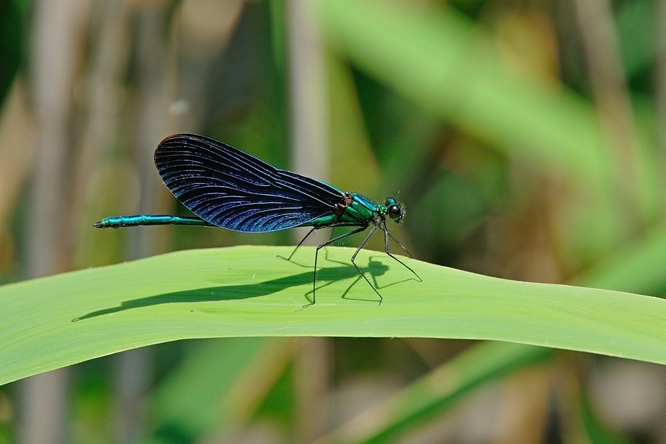 Calopteryx virgo - kisasszony-szitakötő