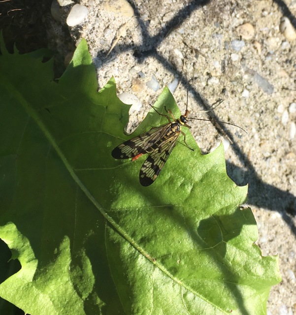 Panorpa communis/vulgaris