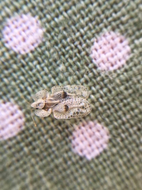 Corythucha ciliata - platán-csipkéspoloska