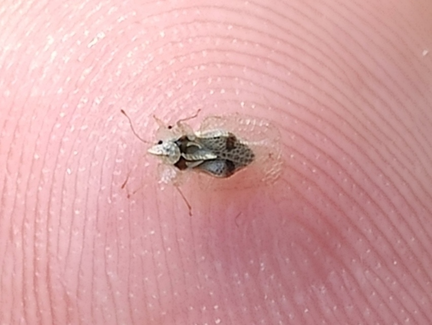 Corythucha ciliata - platán-csipkéspoloska