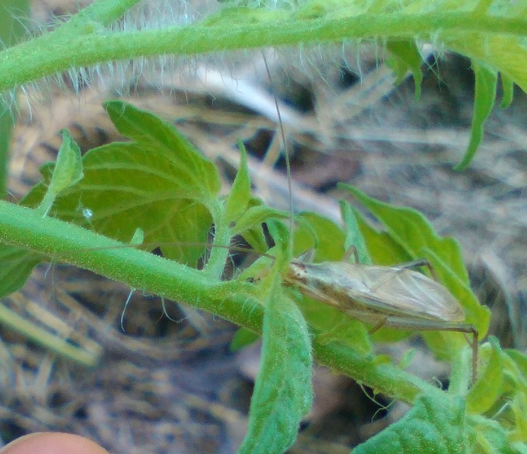 Oecanthus pellucens - pirregőtücsök
